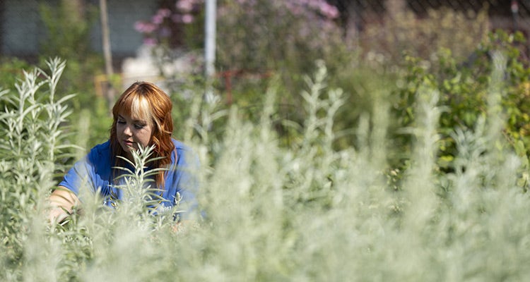 Healing Garden