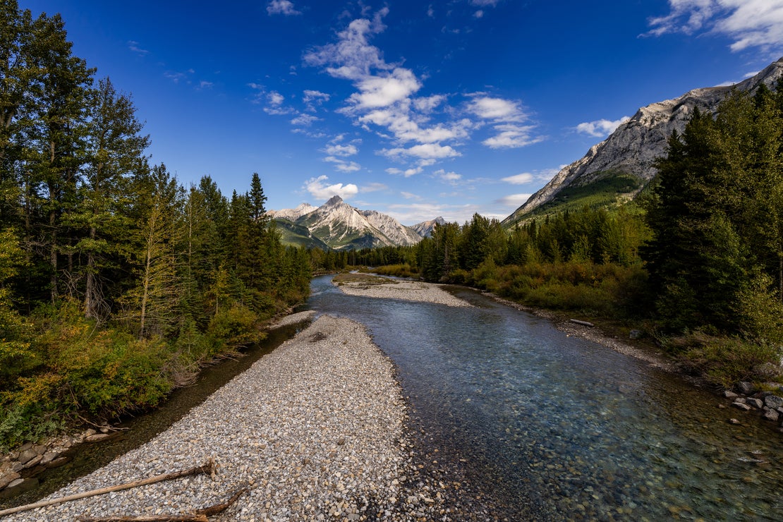 Shallow river in forest