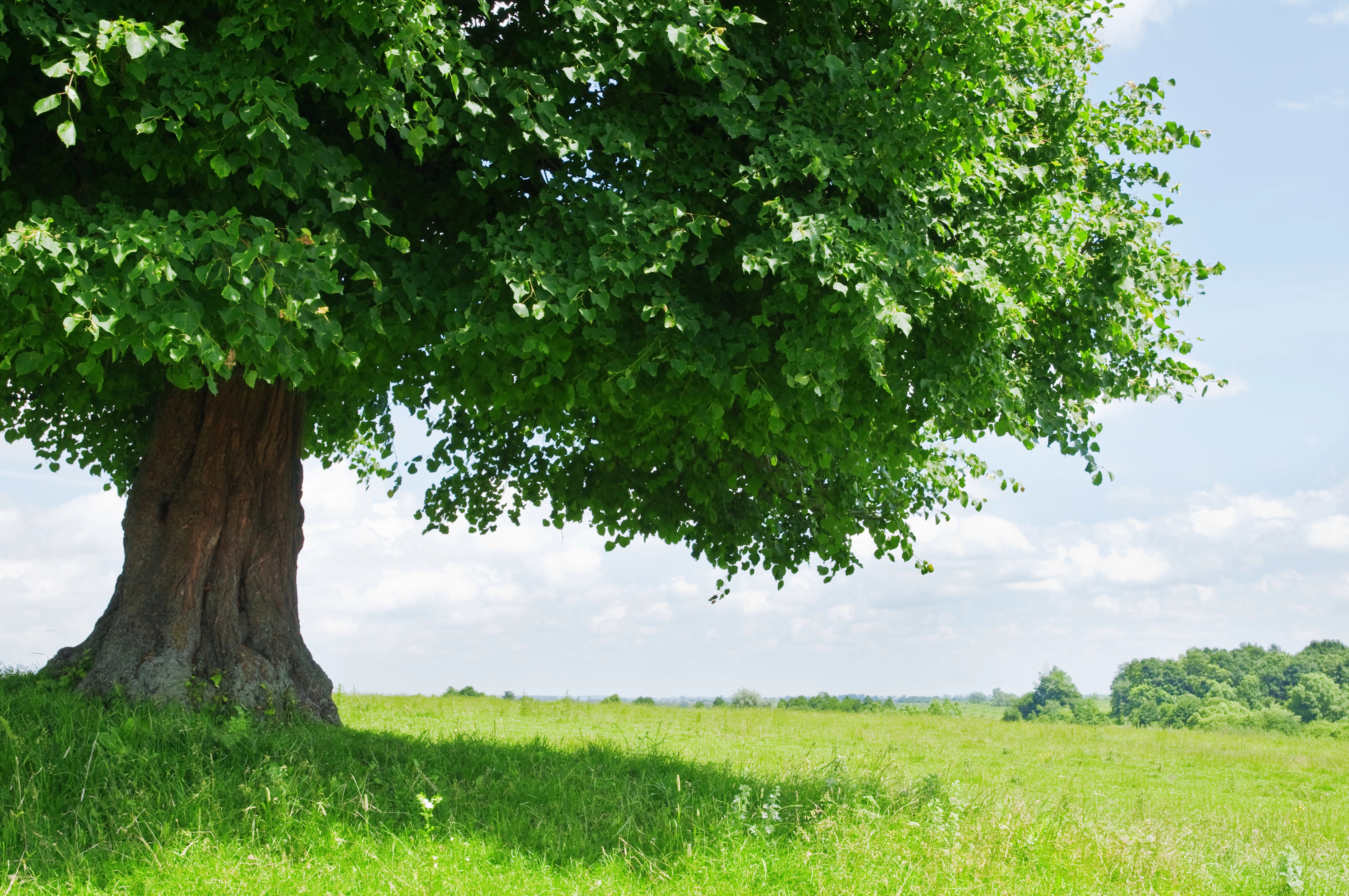 A close-up of a treeDescription automatically generated